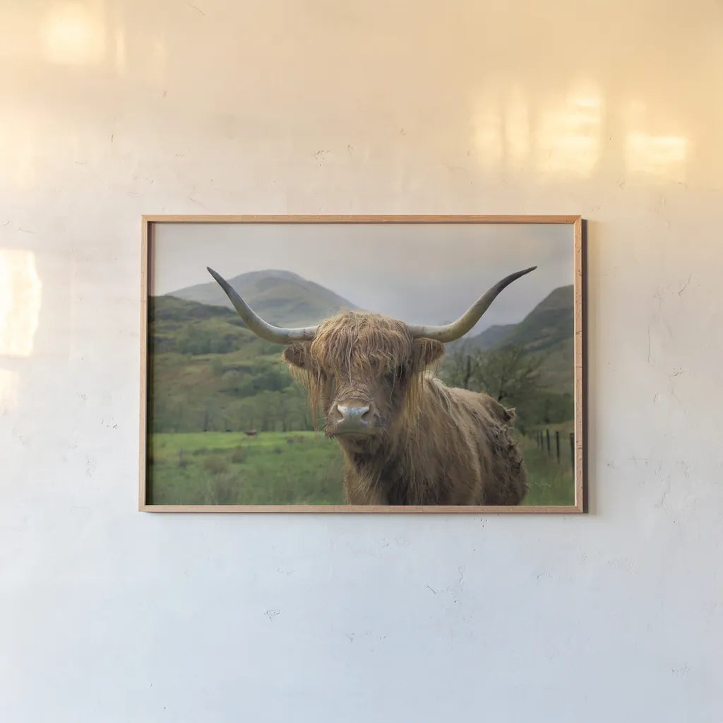 Scottish Highland Cattle II by Alan Majchrowicz. shown as a paper print in a natural frame. Available as a archival giclee rolled canvas, fine art paper, or poster print. SKU 52302i.