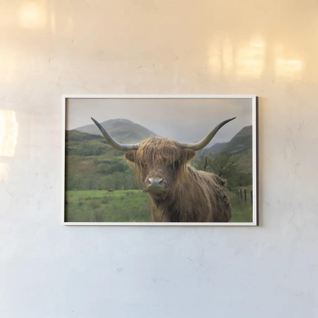 Scottish Highland Cattle II by Alan Majchrowicz. shown as a paper print in a white frame. Available as a archival giclee rolled canvas, fine art paper, or poster print. SKU 52302i.
