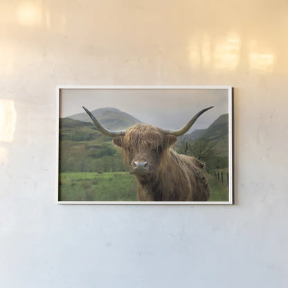 Scottish Highland Cattle II by Alan Majchrowicz. shown as a paper print in a white frame. Available as a archival giclee rolled canvas, fine art paper, or poster print. SKU 52302i.