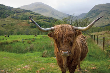 Scottish Highland Cattle III by Alan Majchrowicz. SKU 52303i. Archival Giclee Fine art print for wall decor.