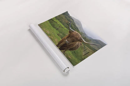 Scottish Highland Cattle III by Alan Majchrowicz. shown as a rolled paper print. Available as archival giclee rolled canvas, fine art paper, or poster print. SKU 52303i.