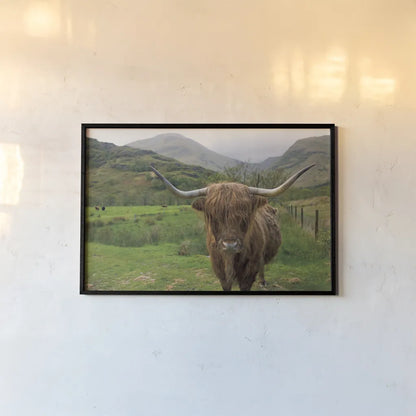 Scottish Highland Cattle III by Alan Majchrowicz. shown as a paper print in a black flame. Available as a archival giclee rolled canvas, fine art paper, or poster print. SKU 52303i.