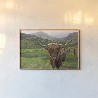 Scottish Highland Cattle III by Alan Majchrowicz. shown as a paper print in a natural frame. Available as a archival giclee rolled canvas, fine art paper, or poster print. SKU 52303i.