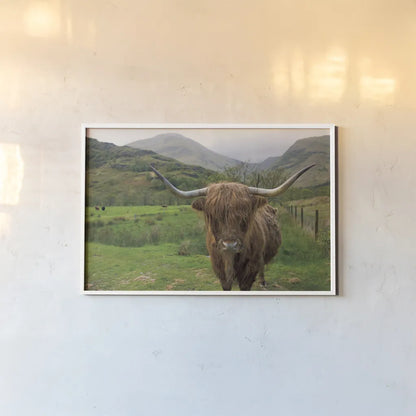 Scottish Highland Cattle III by Alan Majchrowicz. shown as a paper print in a white frame. Available as a archival giclee rolled canvas, fine art paper, or poster print. SKU 52303i.