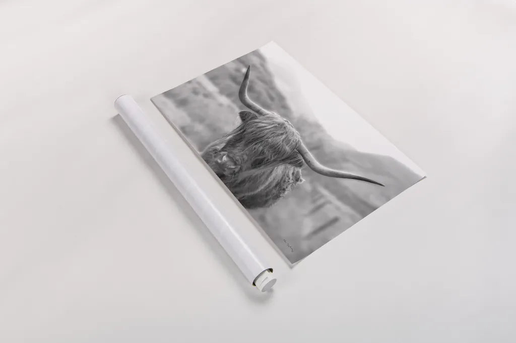 Scottish Highland Cattle III Neutral Crop by Alan Majchrowicz. shown as a rolled paper print. Available as archival giclee rolled canvas, fine art paper, or poster print. SKU 68383i.
