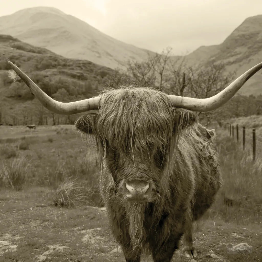 Scottish Highland Cattle III Sepia by Alan Majchrowicz. SKU 57699a. Archival Giclee Fine art print for wall decor.