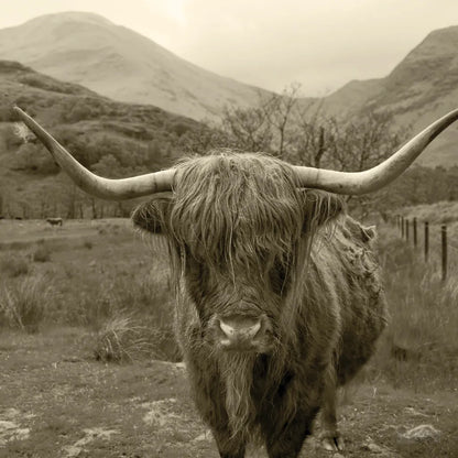 Scottish Highland Cattle III Sepia by Alan Majchrowicz. SKU 57699a. Archival Giclee Fine art print for wall decor.