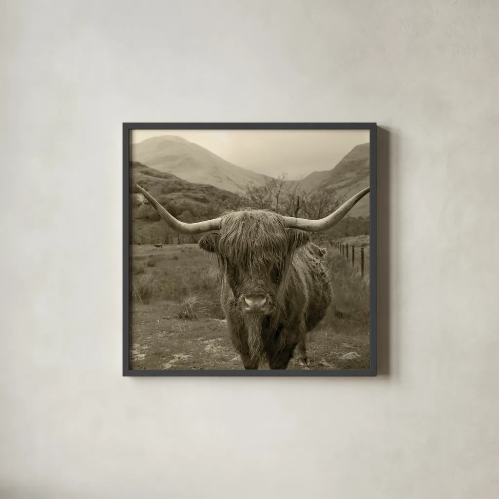 Scottish Highland Cattle III Sepia by Alan Majchrowicz. Shown in a sleek black glass frame for a contemporary gallery look. Available as an archival giclee rolled canvas, fine art paper, or poster print. SKU 57699a.