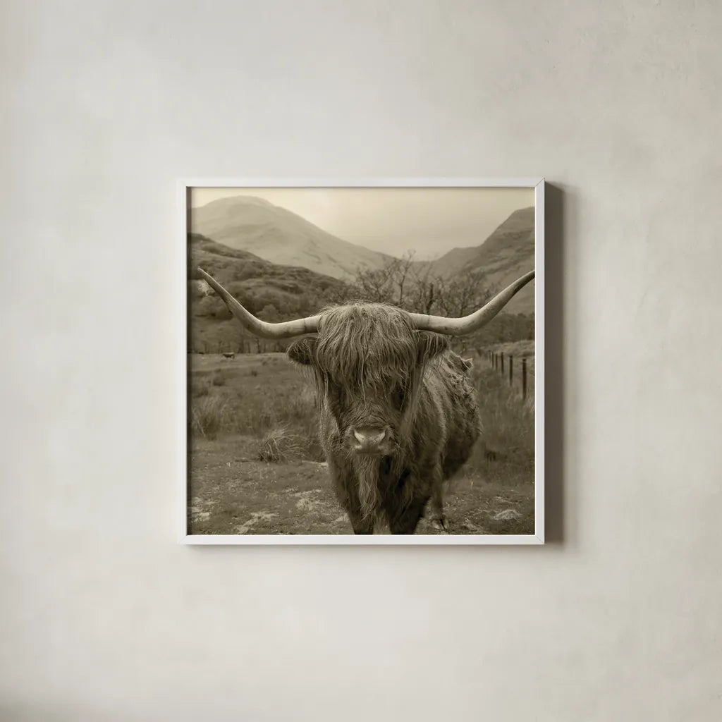 Scottish Highland Cattle III Sepia by Alan Majchrowicz. Shown in a crisp white glass frame for a clean and minimalist style. Available as an archival giclee rolled canvas, fine art paper, or poster print. SKU 57699a.