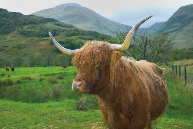 Scottish Highland Cattle IV by Alan Majchrowicz. SKU 52304i. Archival Giclee Fine art print for wall decor.