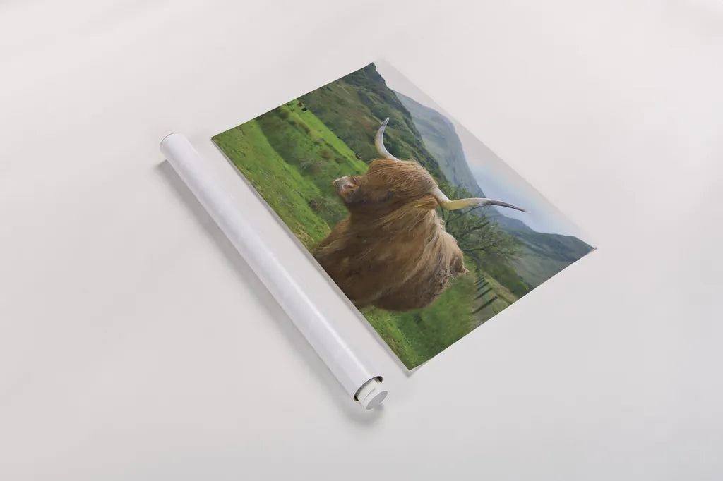Scottish Highland Cattle IV by Alan Majchrowicz. shown as a rolled paper print. Available as archival giclee rolled canvas, fine art paper, or poster print. SKU 52304i.