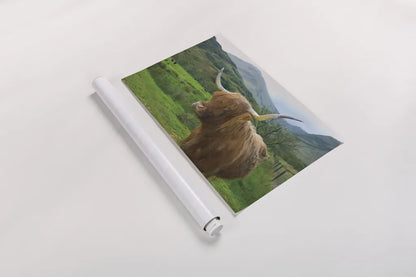 Scottish Highland Cattle IV by Alan Majchrowicz. shown as a rolled paper print. Available as archival giclee rolled canvas, fine art paper, or poster print. SKU 52304i.
