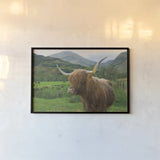 Scottish Highland Cattle IV by Alan Majchrowicz. shown as a paper print in a black flame. Available as a archival giclee rolled canvas, fine art paper, or poster print. SKU 52304i.