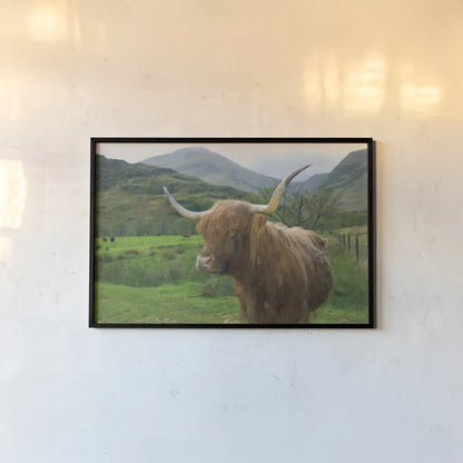 Scottish Highland Cattle IV by Alan Majchrowicz. shown as a paper print in a black flame. Available as a archival giclee rolled canvas, fine art paper, or poster print. SKU 52304i.