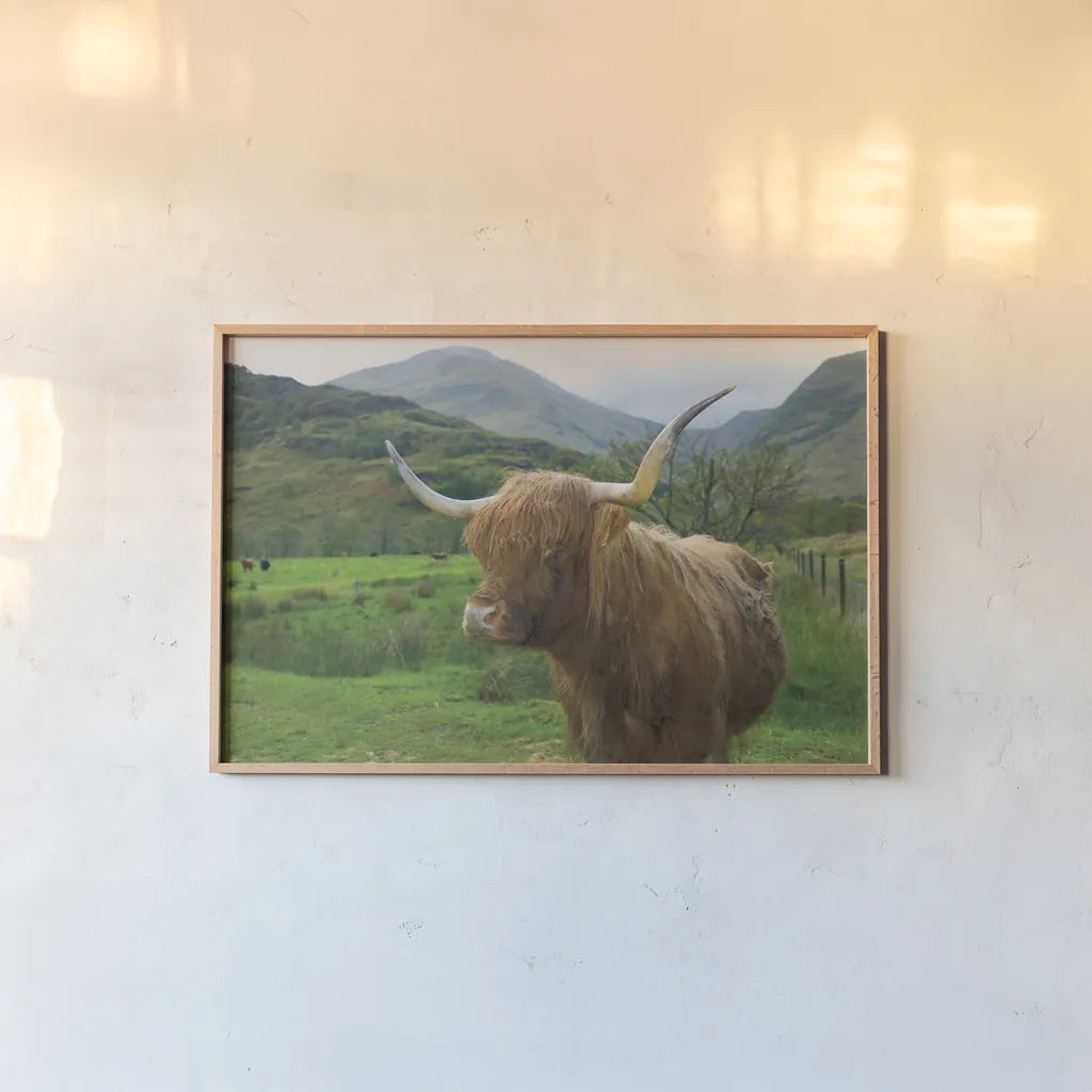 Scottish Highland Cattle IV by Alan Majchrowicz. shown as a paper print in a natural frame. Available as a archival giclee rolled canvas, fine art paper, or poster print. SKU 52304i.