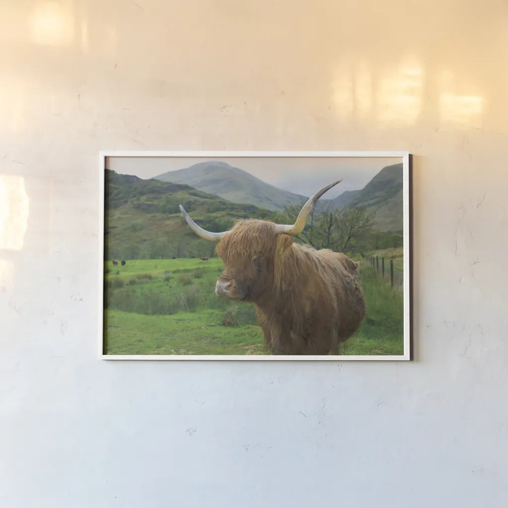 Scottish Highland Cattle IV by Alan Majchrowicz. shown as a paper print in a white frame. Available as a archival giclee rolled canvas, fine art paper, or poster print. SKU 52304i.