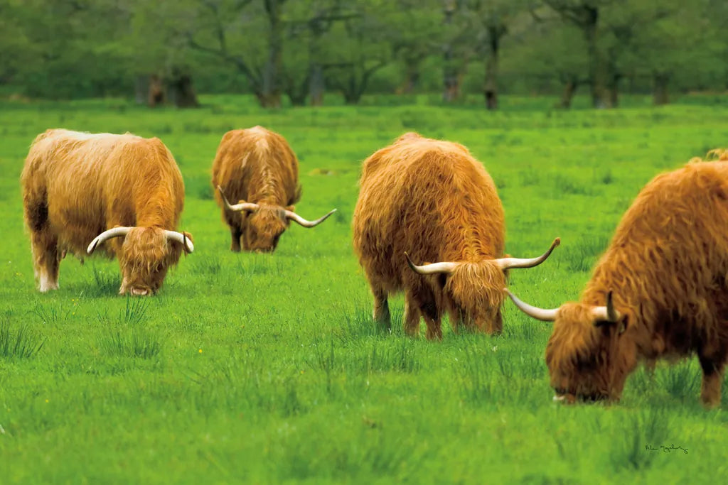 Scottish Highland Cattle IX by Alan Majchrowicz. SKU 52309i. Archival Giclee Fine art print for wall decor.
