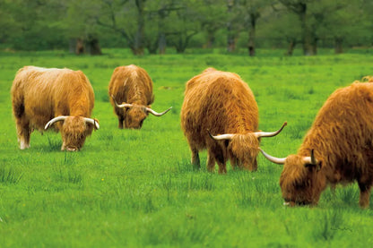 Scottish Highland Cattle IX by Alan Majchrowicz. SKU 52309i. Archival Giclee Fine art print for wall decor.