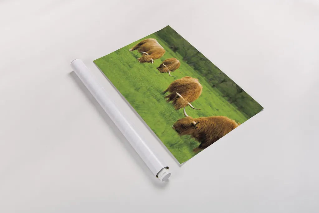 Scottish Highland Cattle IX by Alan Majchrowicz. shown as a rolled paper print. Available as archival giclee rolled canvas, fine art paper, or poster print. SKU 52309i.