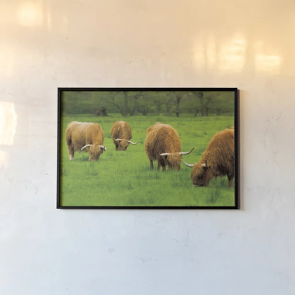 Scottish Highland Cattle IX by Alan Majchrowicz. shown as a paper print in a black flame. Available as a archival giclee rolled canvas, fine art paper, or poster print. SKU 52309i.
