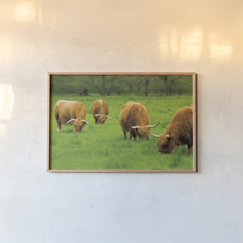 Scottish Highland Cattle IX by Alan Majchrowicz. shown as a paper print in a natural frame. Available as a archival giclee rolled canvas, fine art paper, or poster print. SKU 52309i.