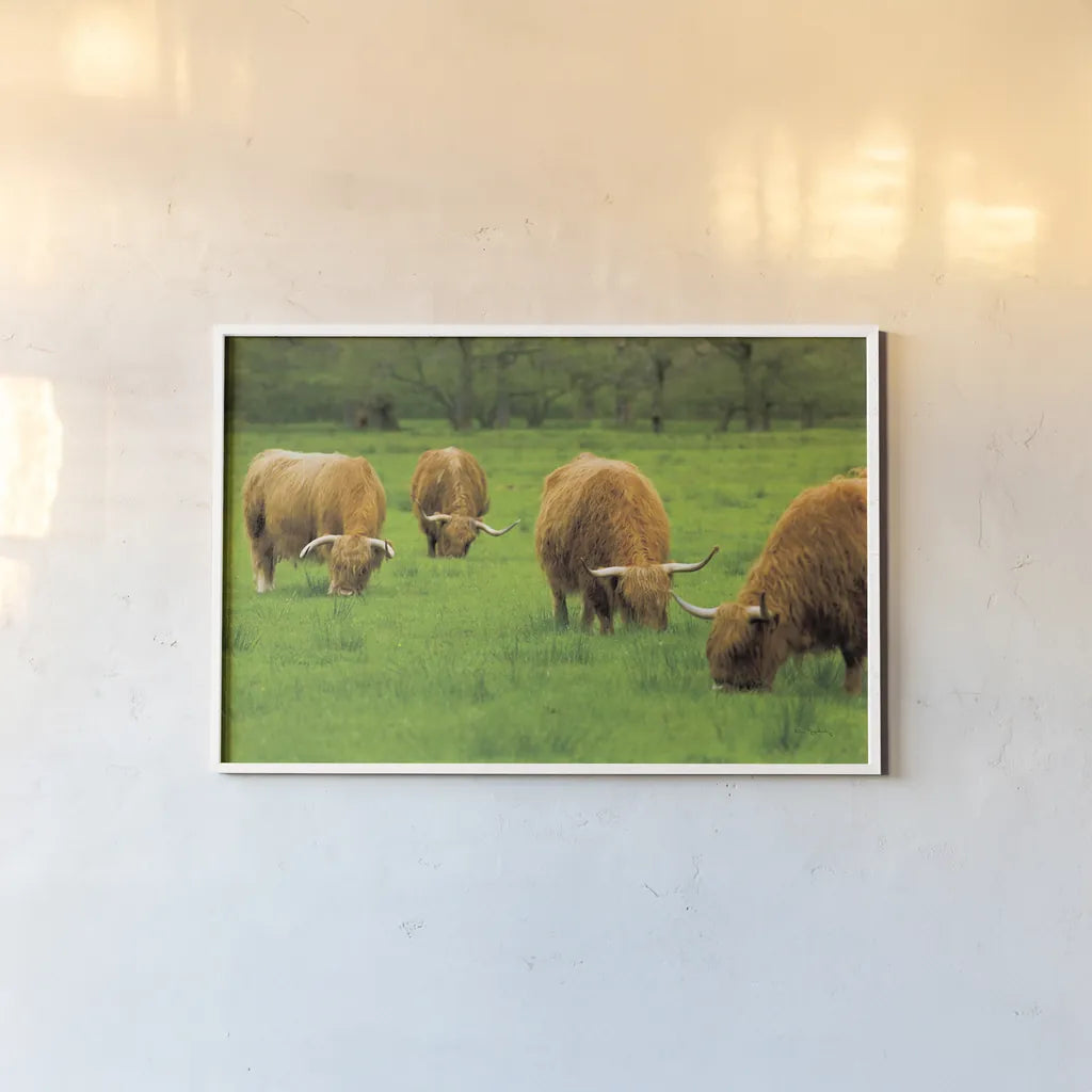 Scottish Highland Cattle IX by Alan Majchrowicz. shown as a paper print in a white frame. Available as a archival giclee rolled canvas, fine art paper, or poster print. SKU 52309i.