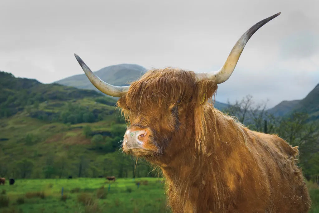 Scottish Highland Cattle V by Alan Majchrowicz. SKU 52305i. Archival Giclee Fine art print for wall decor.
