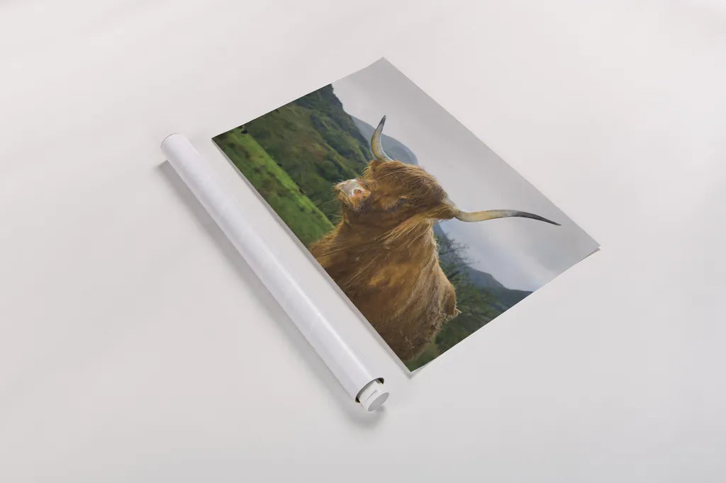 Scottish Highland Cattle V by Alan Majchrowicz. shown as a rolled paper print. Available as archival giclee rolled canvas, fine art paper, or poster print. SKU 52305i.