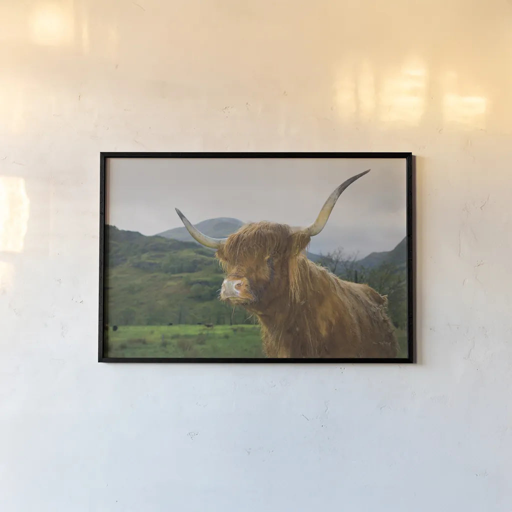 Scottish Highland Cattle V by Alan Majchrowicz. shown as a paper print in a black flame. Available as a archival giclee rolled canvas, fine art paper, or poster print. SKU 52305i.