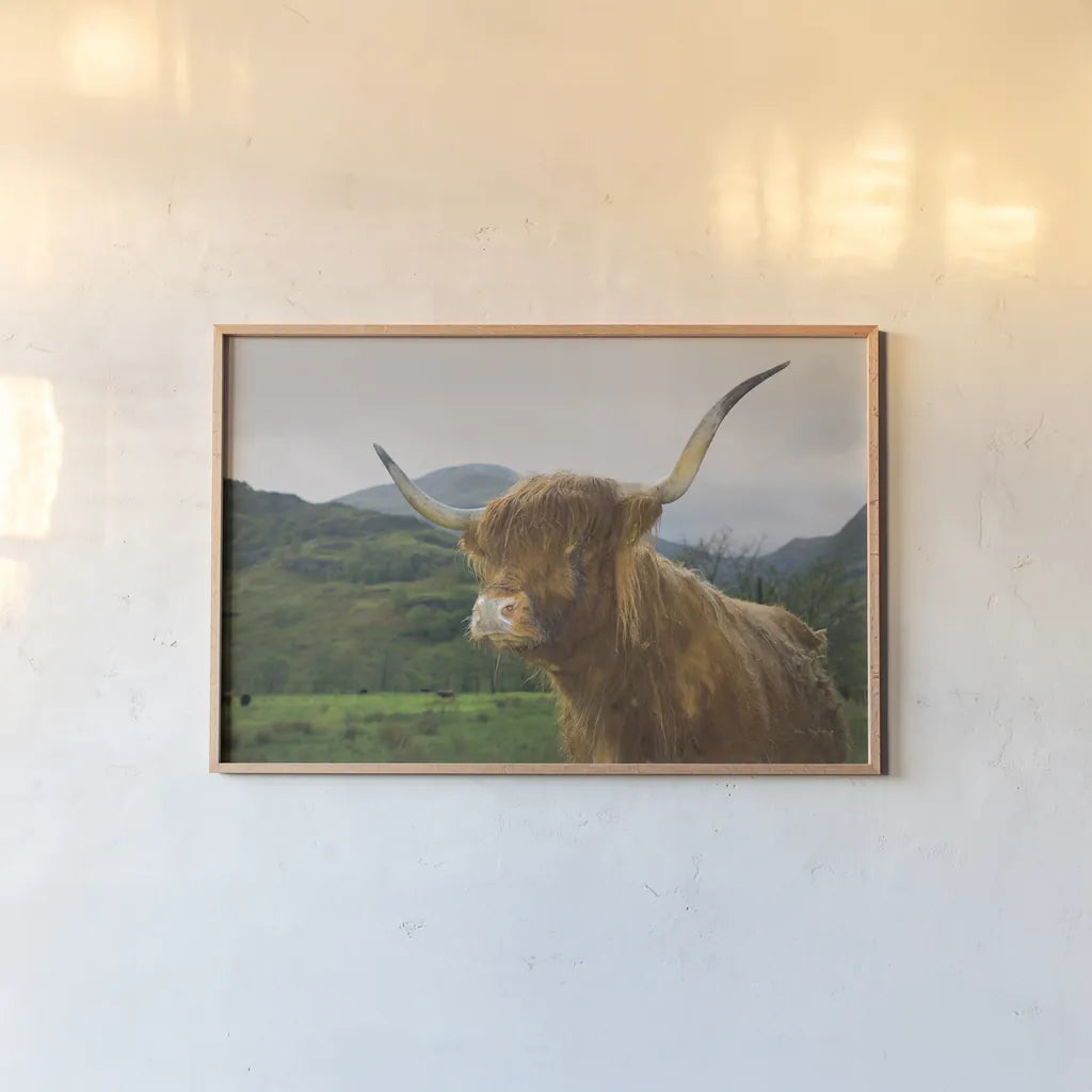 Scottish Highland Cattle V by Alan Majchrowicz. shown as a paper print in a natural frame. Available as a archival giclee rolled canvas, fine art paper, or poster print. SKU 52305i.