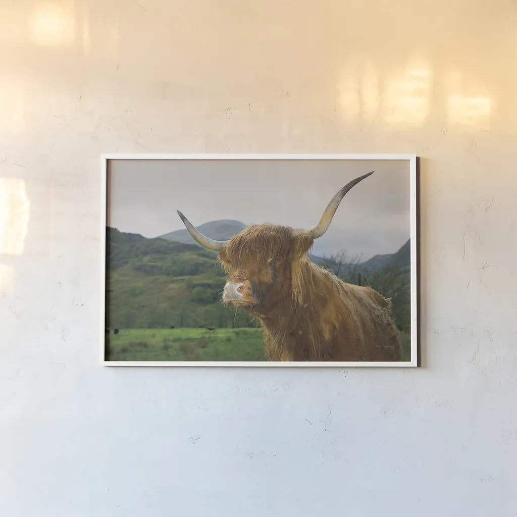 Scottish Highland Cattle V by Alan Majchrowicz. shown as a paper print in a white frame. Available as a archival giclee rolled canvas, fine art paper, or poster print. SKU 52305i.