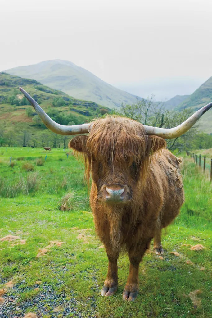 Scottish Highland Cattle VI by Alan Majchrowicz. SKU 52306h. Archival Giclee Fine art print for wall decor.