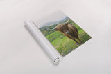 Scottish Highland Cattle VI by Alan Majchrowicz. shown as a rolled paper print. Available as archival giclee rolled canvas, fine art paper, or poster print. SKU 52306h.