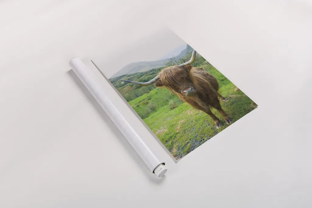 Scottish Highland Cattle VI by Alan Majchrowicz. shown as a rolled paper print. Available as archival giclee rolled canvas, fine art paper, or poster print. SKU 52306h.