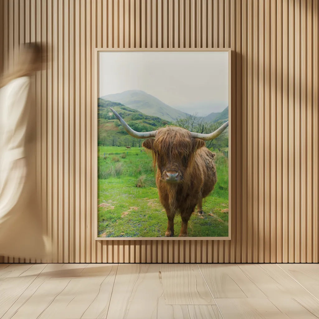 Scottish Highland Cattle VI by Alan Majchrowicz. shown as over sized large wall art. Available as an archival giclee rolled canvas, fine art paper, or poster print. SKU 52306h.