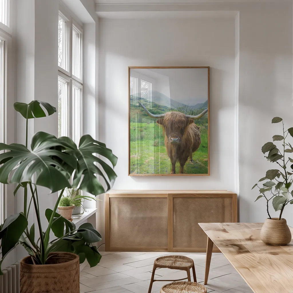 Scottish Highland Cattle VI by Alan Majchrowicz. shown as a print in a natural wood frame in a dining room. Available as a archival giclee rolled canvas, fine art paper, or poster print. SKU 52306h.