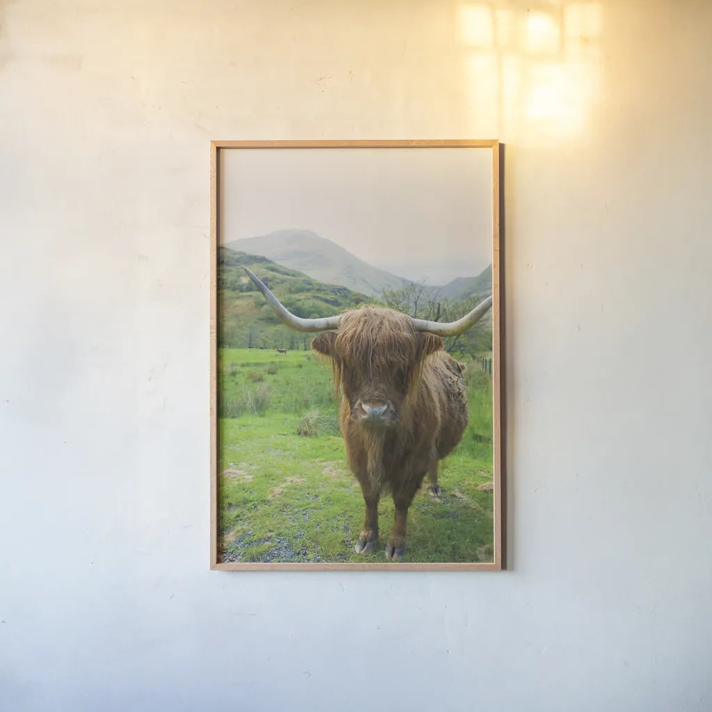 Scottish Highland Cattle VI by Alan Majchrowicz. shown as a paper print in a natural frame. Available as a archival giclee rolled canvas, fine art paper, or poster print. SKU 52306h.