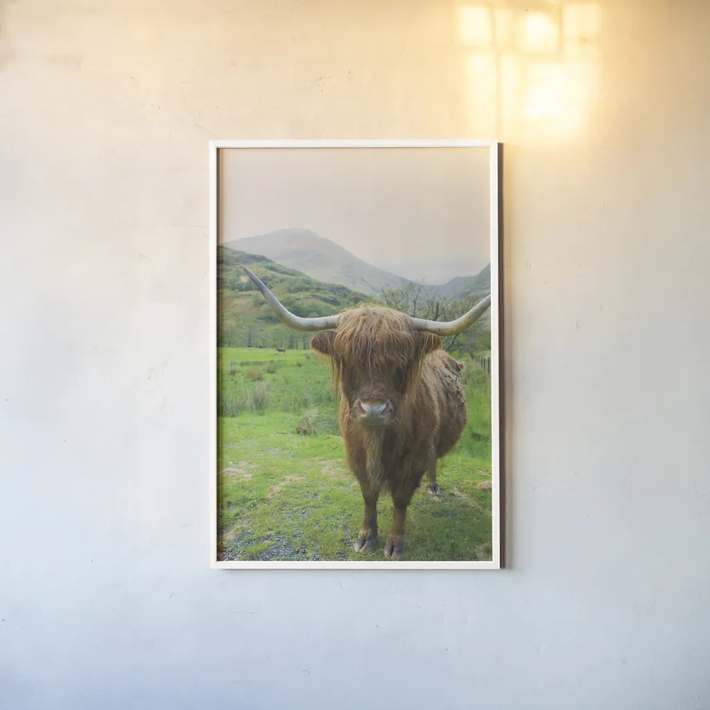 Scottish Highland Cattle VI by Alan Majchrowicz. shown as a paper print in a white frame. Available as a archival giclee rolled canvas, fine art paper, or poster print. SKU 52306h.
