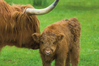Scottish Highland Cattle VII by Alan Majchrowicz. SKU 52307i. Archival Giclee Fine art print for wall decor.