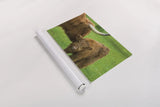Scottish Highland Cattle VII by Alan Majchrowicz. shown as a rolled paper print. Available as archival giclee rolled canvas, fine art paper, or poster print. SKU 52307i.