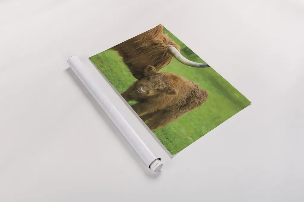 Scottish Highland Cattle VII by Alan Majchrowicz. shown as a rolled paper print. Available as archival giclee rolled canvas, fine art paper, or poster print. SKU 52307i.