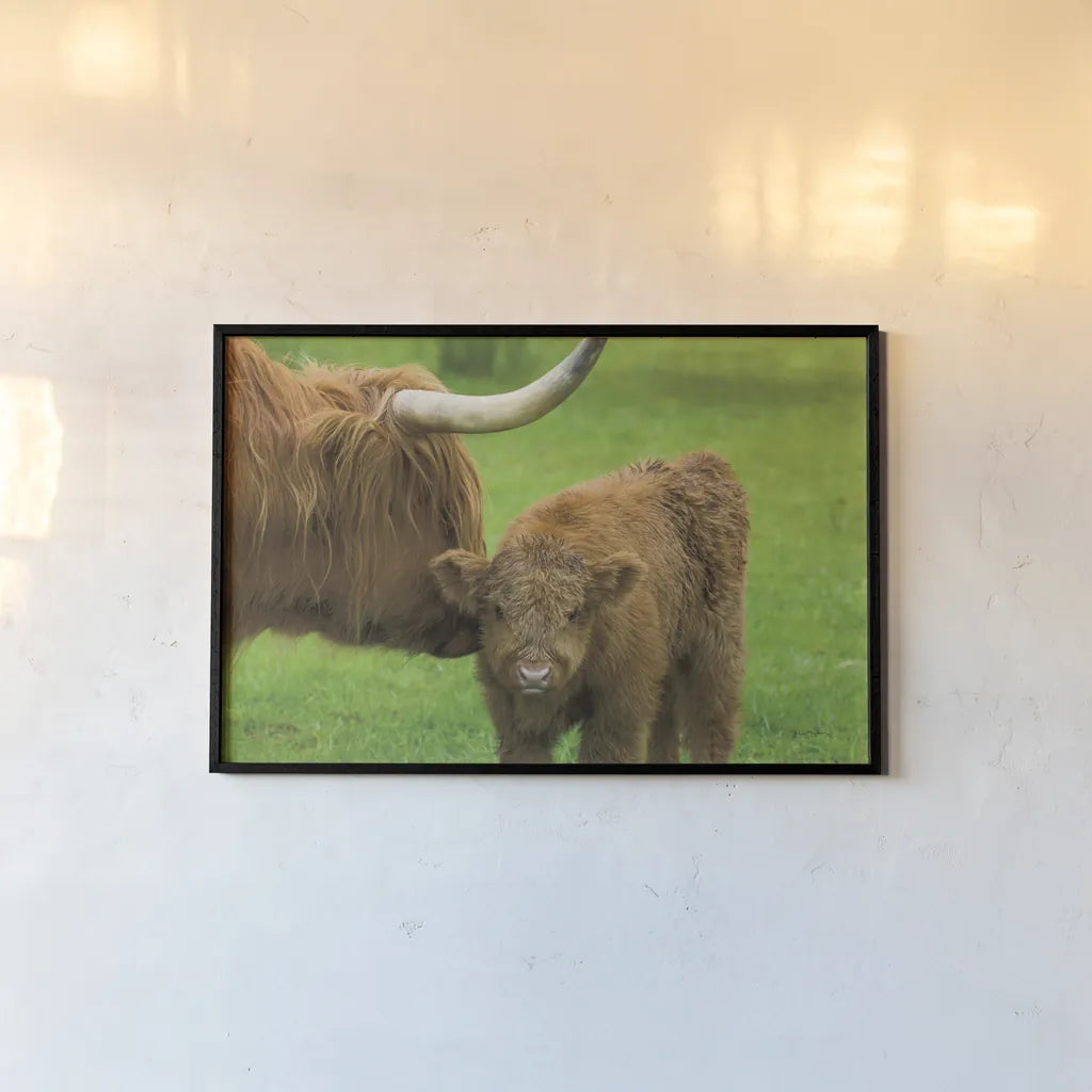 Scottish Highland Cattle VII by Alan Majchrowicz. shown as a paper print in a black flame. Available as a archival giclee rolled canvas, fine art paper, or poster print. SKU 52307i.