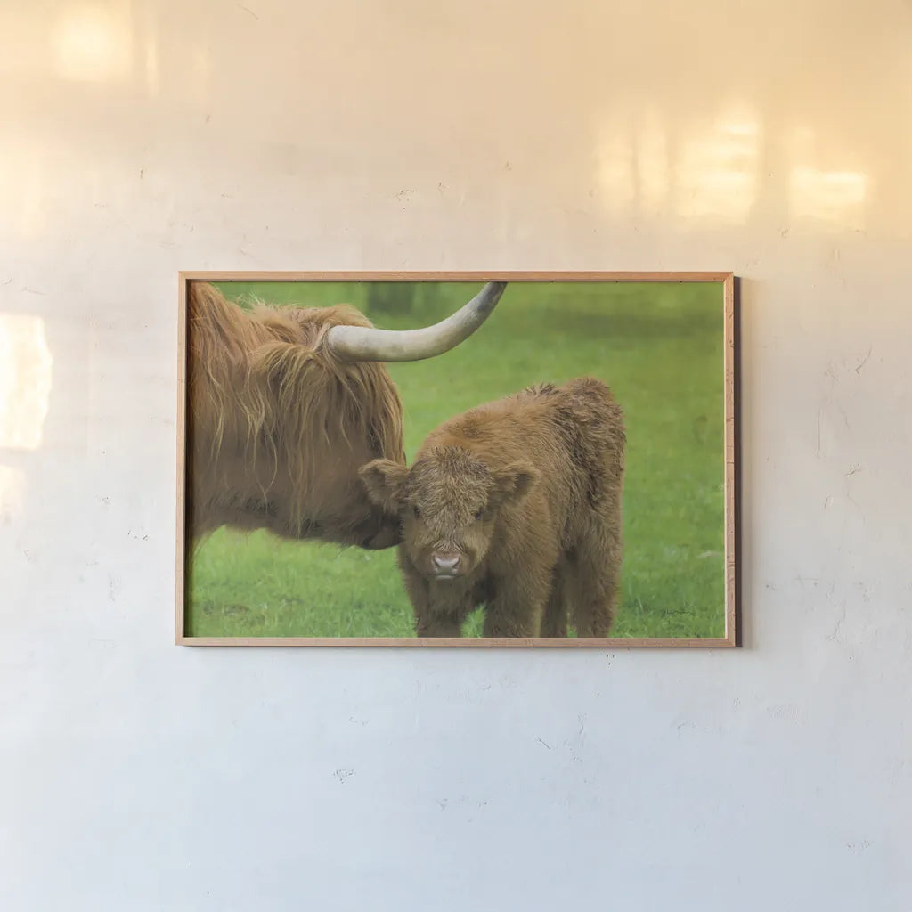 Scottish Highland Cattle VII by Alan Majchrowicz. shown as a paper print in a natural frame. Available as a archival giclee rolled canvas, fine art paper, or poster print. SKU 52307i.