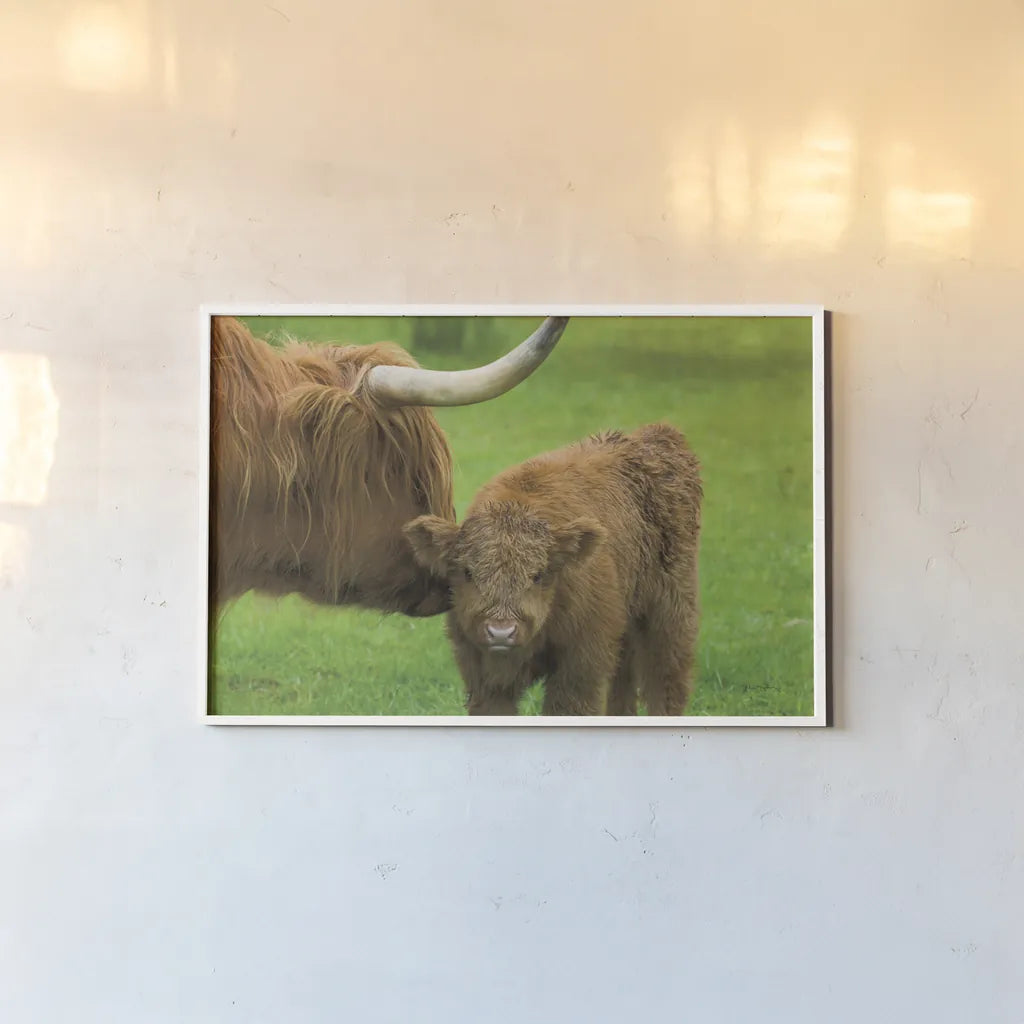 Scottish Highland Cattle VII by Alan Majchrowicz. shown as a paper print in a white frame. Available as a archival giclee rolled canvas, fine art paper, or poster print. SKU 52307i.