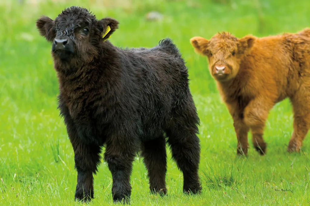 Scottish Highland Cattle VIII by Alan Majchrowicz. SKU 52308i. Archival Giclee Fine art print for wall decor.