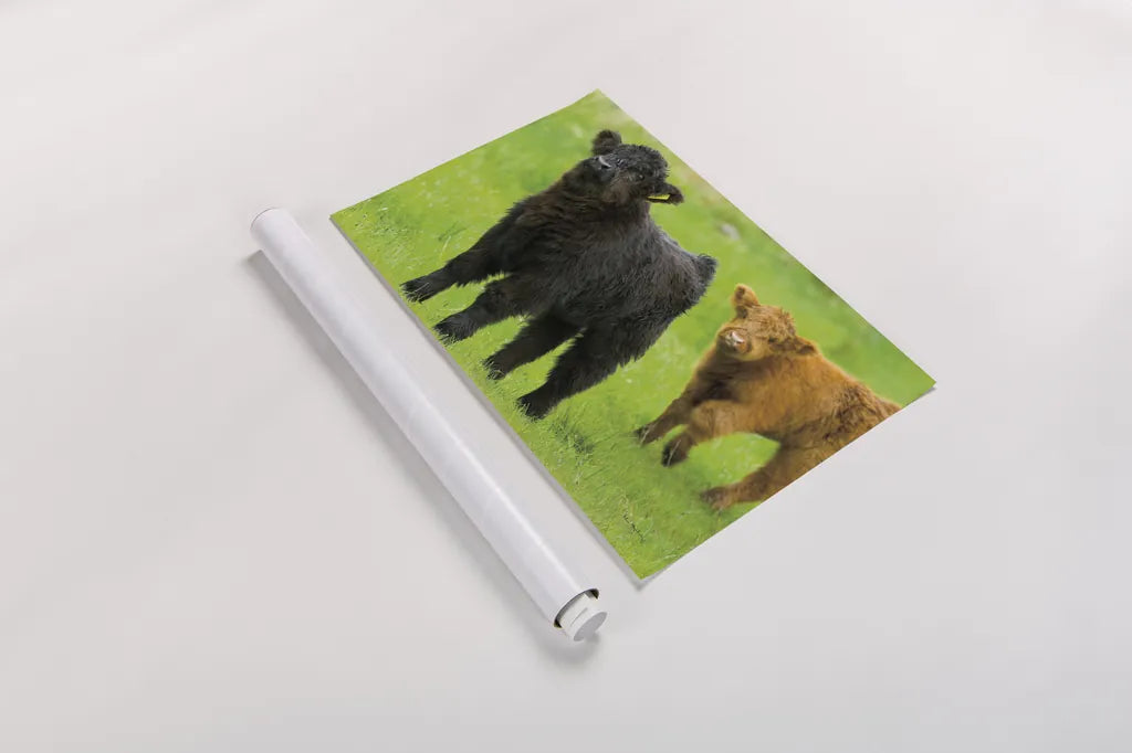 Scottish Highland Cattle VIII by Alan Majchrowicz. shown as a rolled paper print. Available as archival giclee rolled canvas, fine art paper, or poster print. SKU 52308i.