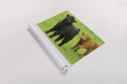 Scottish Highland Cattle VIII by Alan Majchrowicz. shown as a rolled paper print. Available as archival giclee rolled canvas, fine art paper, or poster print. SKU 52308i.