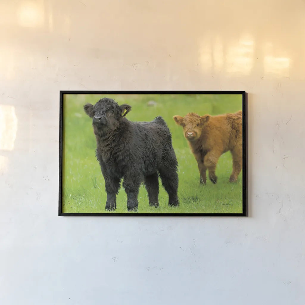 Scottish Highland Cattle VIII by Alan Majchrowicz. shown as a paper print in a black flame. Available as a archival giclee rolled canvas, fine art paper, or poster print. SKU 52308i.