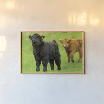 Scottish Highland Cattle VIII by Alan Majchrowicz. shown as a paper print in a natural frame. Available as a archival giclee rolled canvas, fine art paper, or poster print. SKU 52308i.