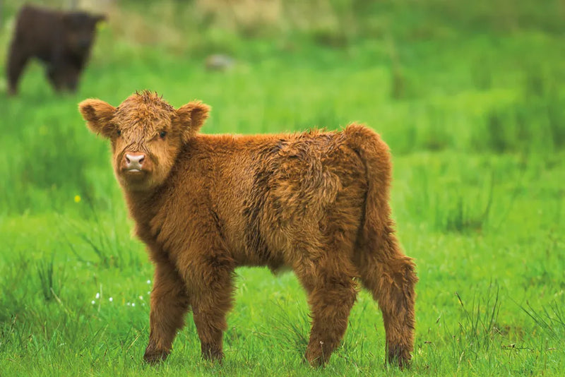 Scottish Highland Cattle X by Alan Majchrowicz. SKU 52310i. Archival Giclee Fine art print for wall decor.